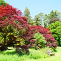 39 Arboreto de Batsford.JPG